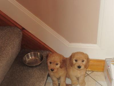 Cockapoo pups in Carlow